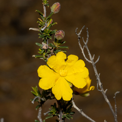 Hibbertia eatoniae