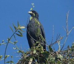 Buteogallus urubitinga