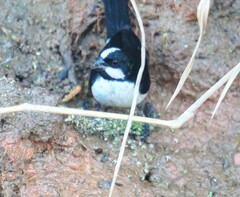 Sporophila lineola