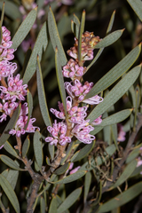 Hakea erecta