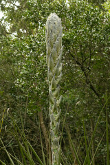Puya chilensis