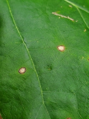 Acericecis ocellaris