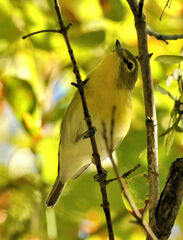 Vireo flavifrons