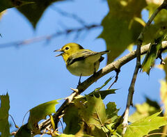 Vireo flavifrons