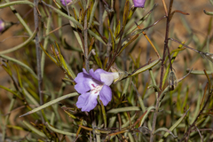 Hemigenia westringioides