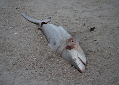 Carcharhinus brevipinna