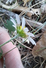 Aster scaber