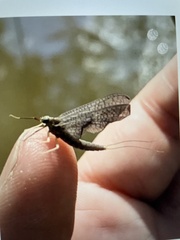 Ephemeroptera