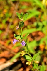 Scutellaria parvula