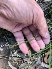 Scleria mackaviensis