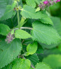 Stachys sylvatica