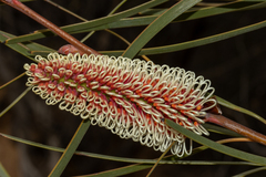 Hakea francisiana