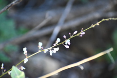 Desmodium psilophyllum