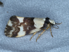 Philenora aspectalella