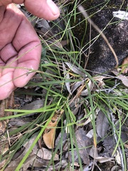 Scleria mackaviensis