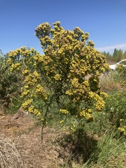 Euthamia occidentalis