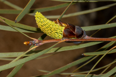 Hakea francisiana