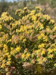 Euthamia occidentalis