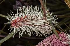 Hakea francisiana