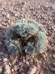 Arctomecon californica