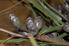 Hakea francisiana