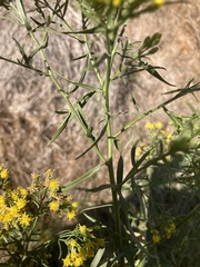 Euthamia occidentalis