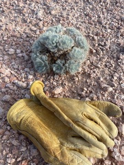 Arctomecon californica