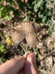 Arctium tomentosum