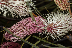Hakea francisiana