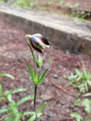 Calochortus barbatus