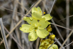 Drosera subhirtella