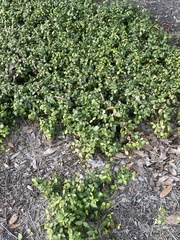 Trachelospermum asiaticum