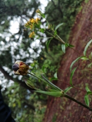 Calochortus barbatus