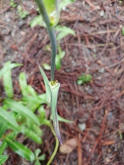 Calochortus barbatus