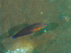 Halichoeres biocellatus