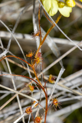 Drosera subhirtella