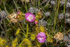 Drosera stricticaulis