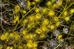 Drosera stricticaulis