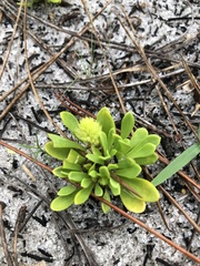 Polygala nana