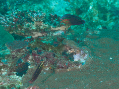 Halichoeres biocellatus