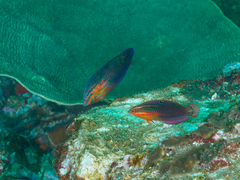 Halichoeres biocellatus