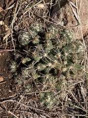 Coryphantha sulcata