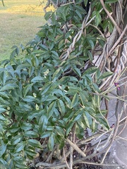 Wisteriopsis reticulata