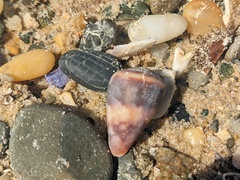 Conus papilliferus