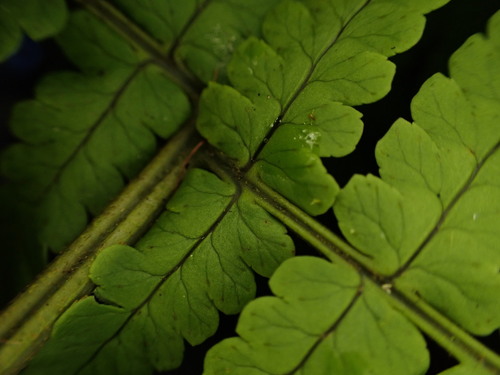 Dryopteris mauiensis observed 2022-09-27