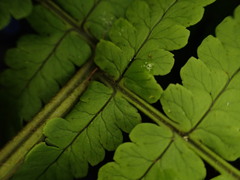 Dryopteris mauiensis