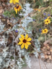 Coreopsis