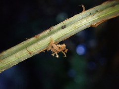 Dryopteris mauiensis