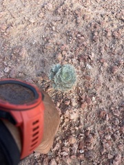 Arctomecon californica