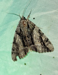 Catocala vidua